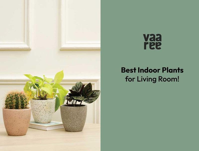 Read Top 10 Indoor Plants For Your Living Room at Vaaree