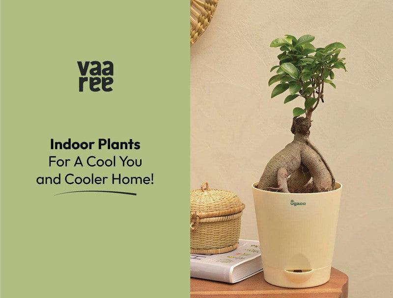 Read Stay Cool and Stylish: 10 Trendy Plants & Seeds for a Cooler Home at Vaaree