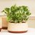 Buy Pots & Planters from Vaaree