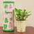 Buy Plants & Seeds from Vaaree
